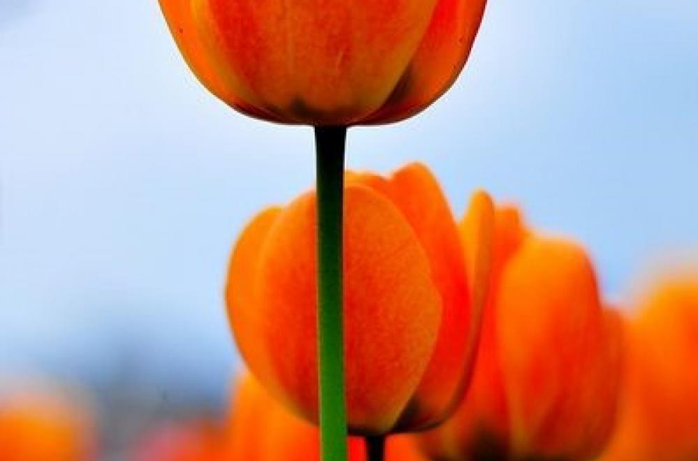 Tulipe, en Avril et Mai