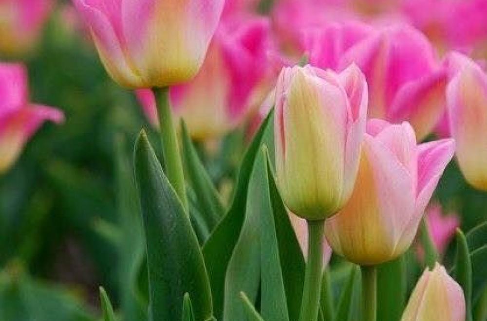 Tulipe, en Avril et Mai
