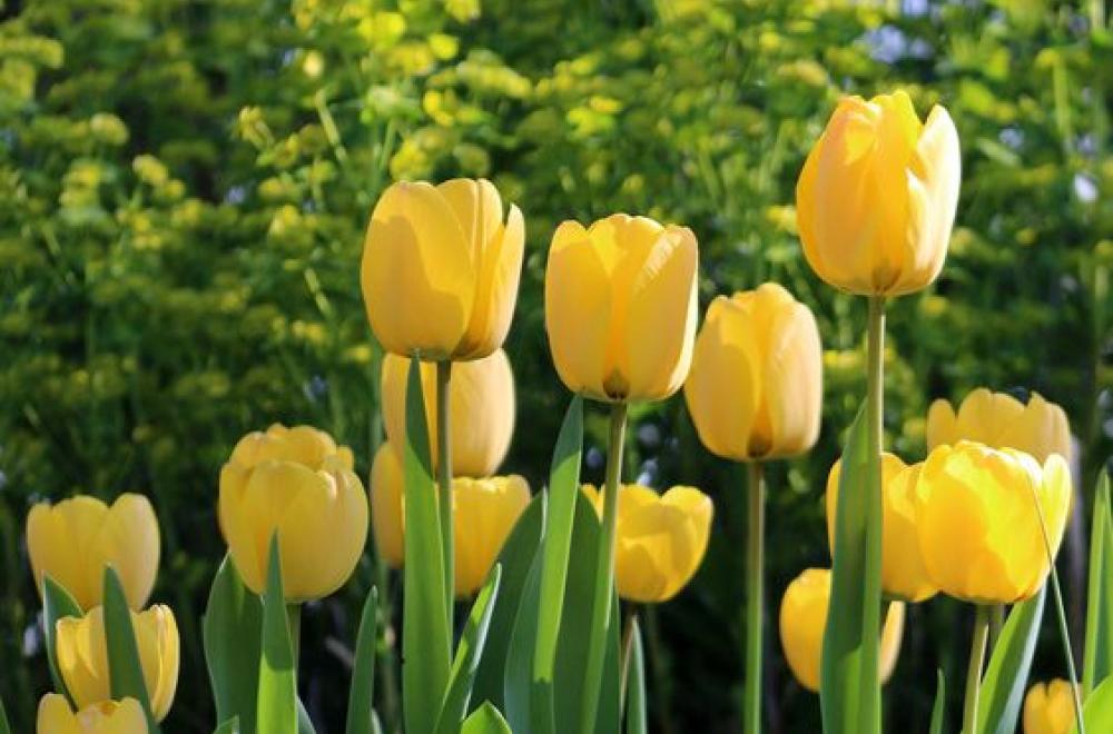 Tulipe, en Avril et Mai 