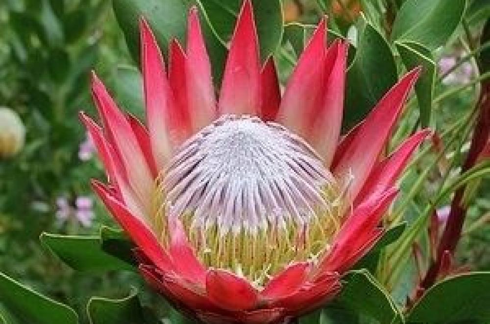 Protea, d'Avril à Octobre